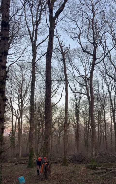 Felling an Oak tree