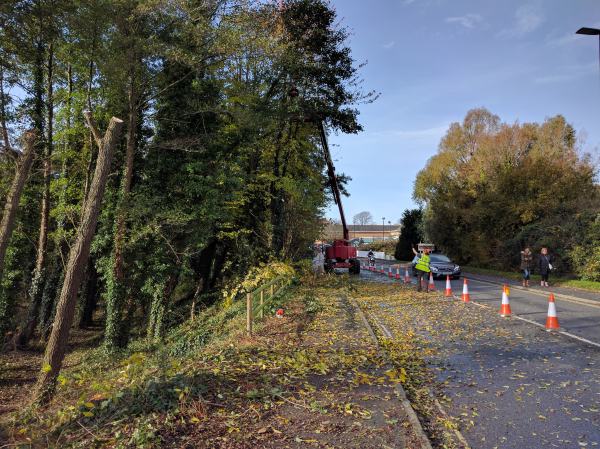 Carefully clearing unsafe trees that were overhanging the road