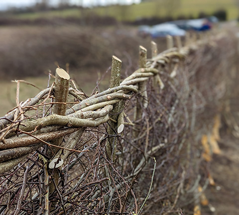A laid hedge
